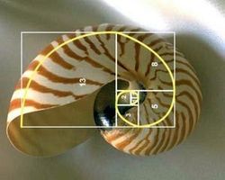  Fig. 5. Concha de nautilus en espiral logarítmica.